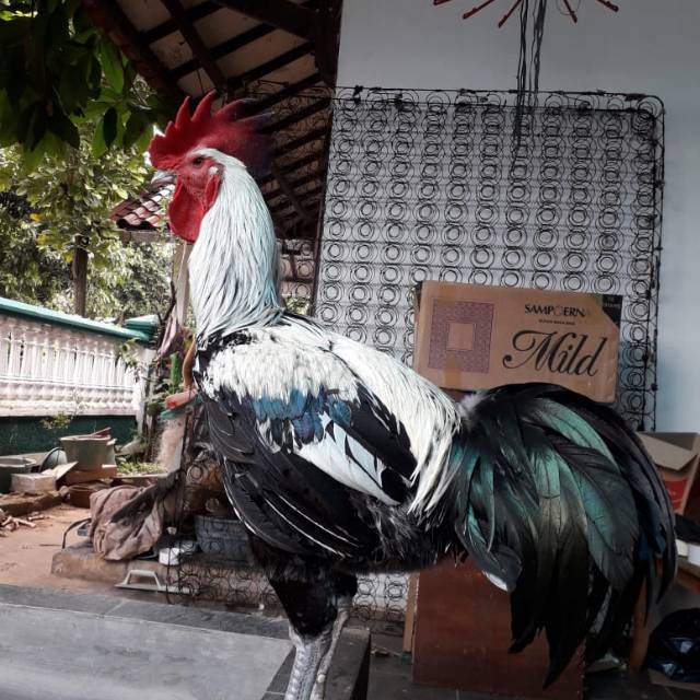 Jenis-Jenis Ayam Pelung Yang Ada Di Indonesia